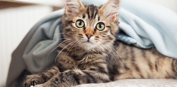 How to bringing home your new cat - Get Tips and Advice